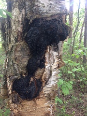 Inonotus obliquus sterilis