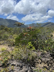 Dendrophyllanthus poumensis
