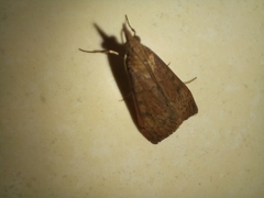 Uresiphita