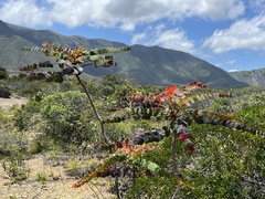 Dendrophyllanthus poumensis