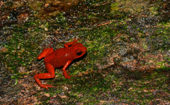 Oophaga pumilio