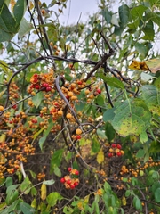 Celastrus orbiculatus