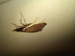 Uresiphita
