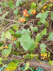 Celastrus orbiculatus