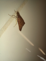 Uresiphita