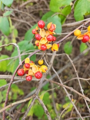 Celastrus orbiculatus