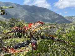 Dendrophyllanthus poumensis