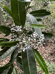 Psychotria oua-tilouensis