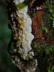 Byssomerulius corium