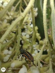 Astylus quadrilineatus