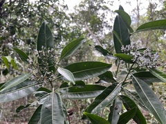 Psychotria oua-tilouensis