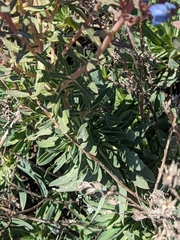 Echium thyrsiflorum image