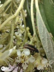Astylus quadrilineatus