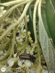 Astylus quadrilineatus