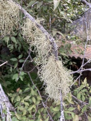 Usnea barbata