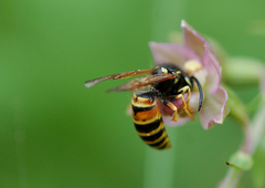 Vespula rufa