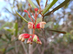 Grevillea aspera