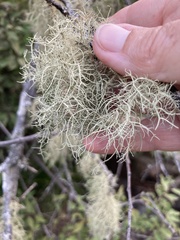 Usnea barbata
