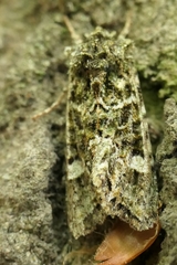 Ichneutica plena