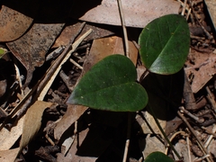 Vincetoxicum barbatum