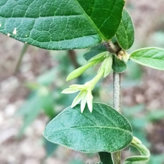 Cestrum strigilatum