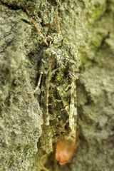 Ichneutica plena