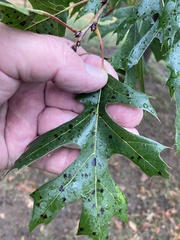 Quercus shumardii