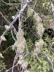 Usnea barbata