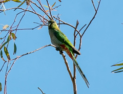 Purpureicephalus spurius