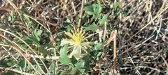 Clematis pauciflora