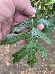 Quercus shumardii