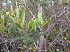 Grevillea aspera
