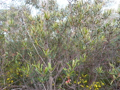 Grevillea aspera