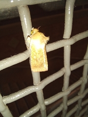 Helicoverpa punctigera