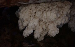 Hericium alpestre