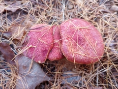 Suillus paluster