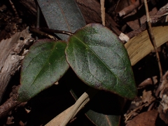 Vincetoxicum barbatum