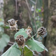 Abutilon grandifolium