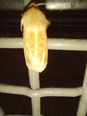 Helicoverpa punctigera