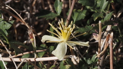 Clematis pauciflora