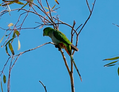 Purpureicephalus spurius