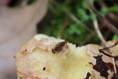Suillia variegata