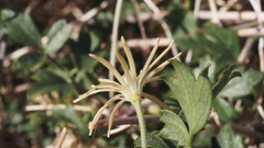 Clematis pauciflora