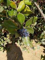 Forestiera pubescens