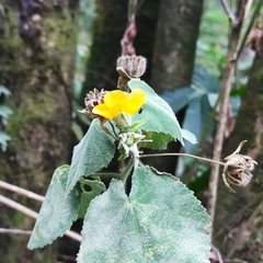 Abutilon grandifolium