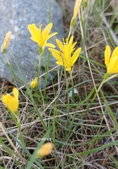 Narcissus cavanillesii