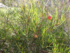 Dodonaea hexandra