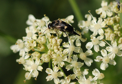 Variimorda villosa