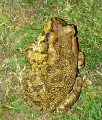 Sclerophrys capensis