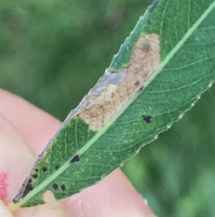 Stigmella salicis